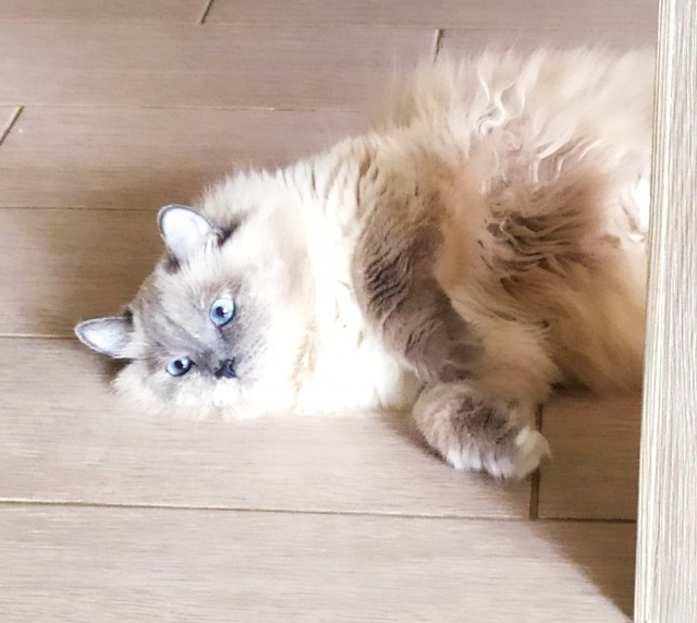 А котовторник уже начался?