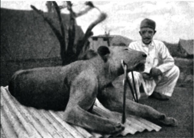 Людоеды из Цаво: кровожадная история самого знаменитого в истории противостояния между человеком и львом