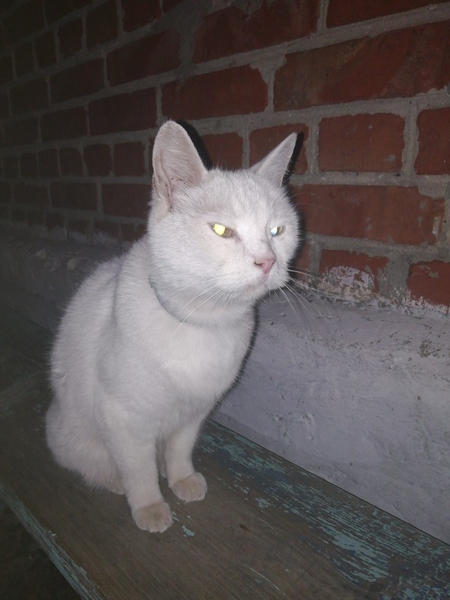 Котовторнику посвящается