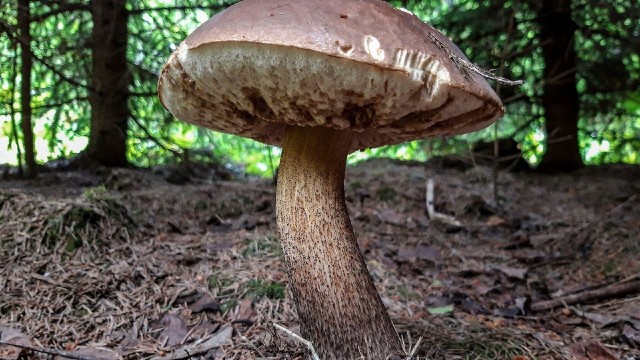 Российский солдат ушел с автоматом в лес за грибами и не вернулся