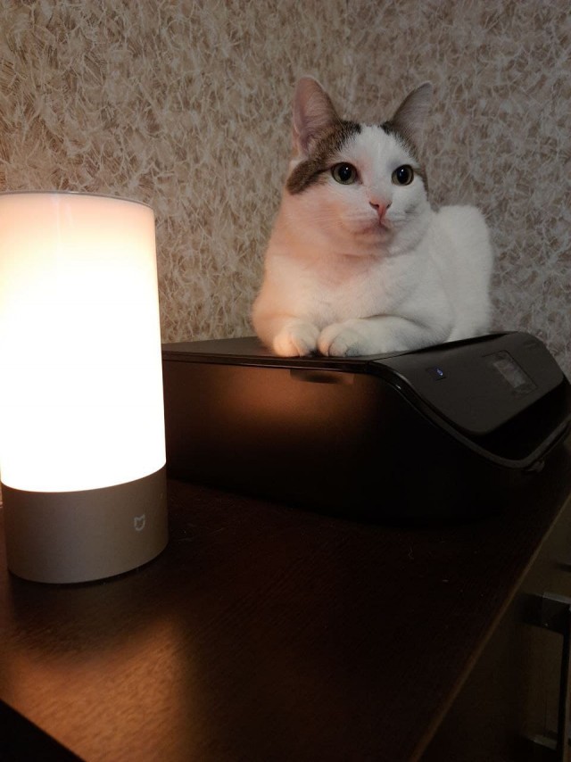 Котовторник