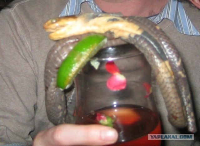 Экзотический коктейль