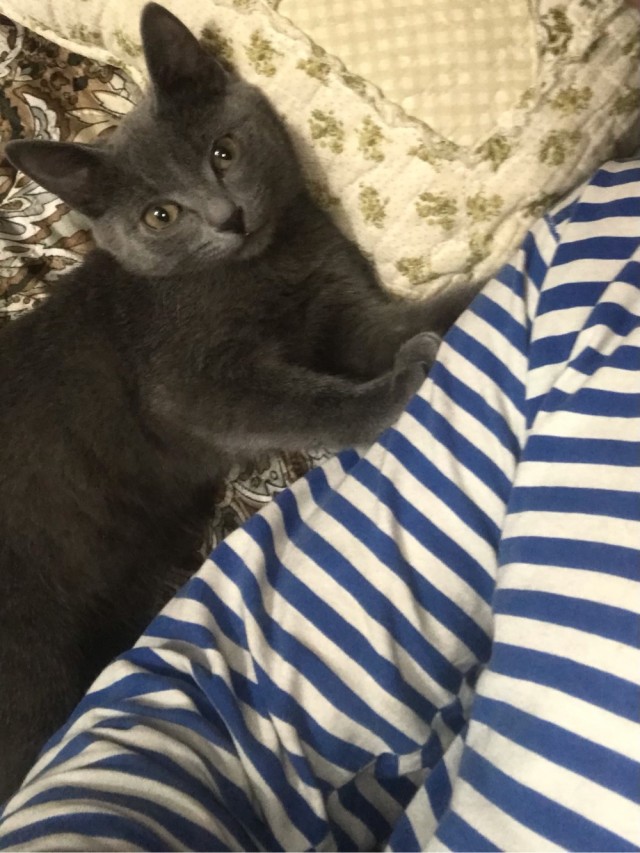 Господа и дамы ЯПа! Котовторник у нас начался! Отойдите от политоты и давайте котиков побольше!