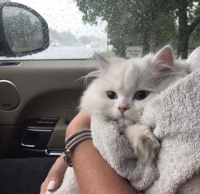 Котовторник