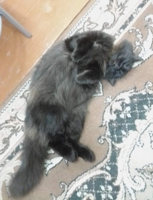 Они для нас - страница в жизни... Котовторник.