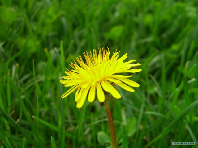 День рождения у Водомерки