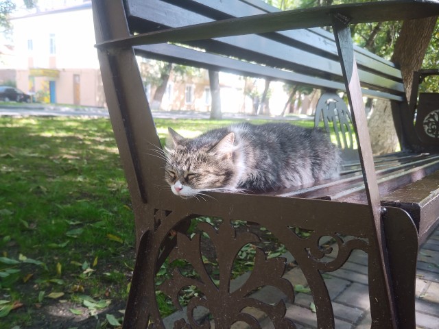 Немного милоты в котовторник