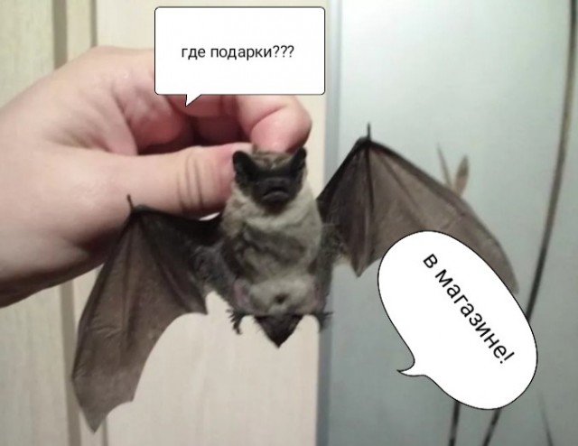 Про депутатов, их жён и любовниц