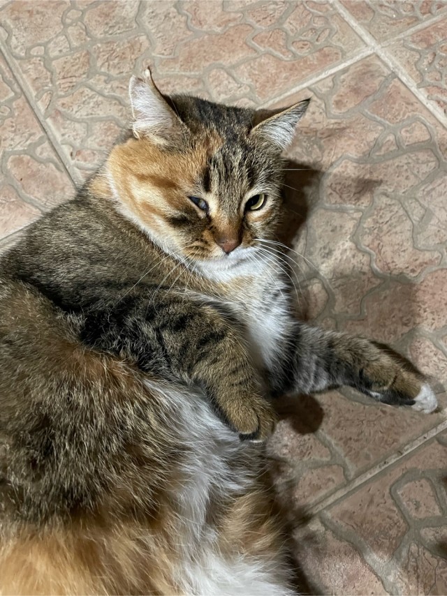 Котовторник 17.01.23