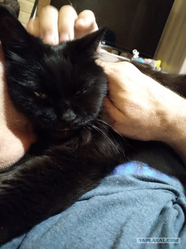 Коточетверг!