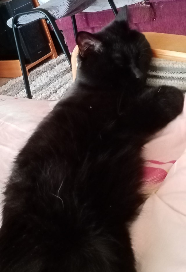 Коты белые, 12 литров