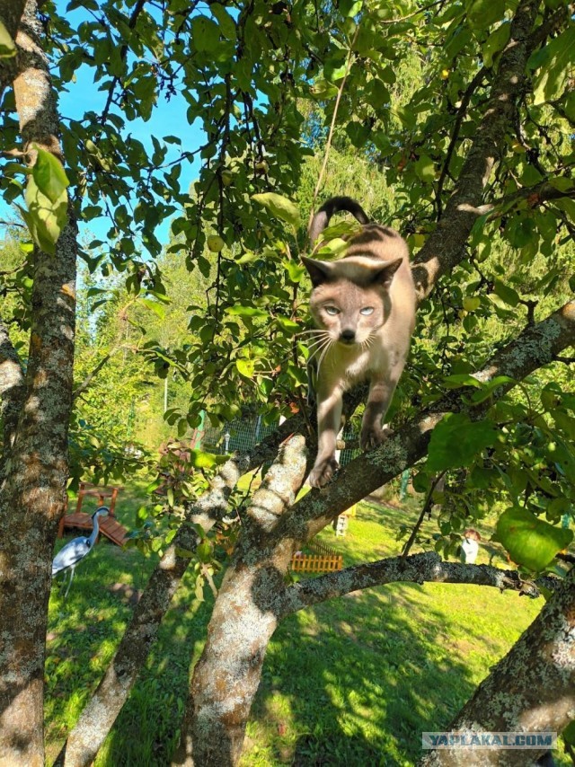 Начинаем котофторник?