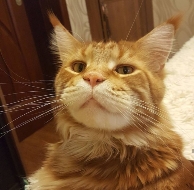 Котовторник! 16+ Коллеги-рабы, отмечаемся, у кого хозяину много лет!