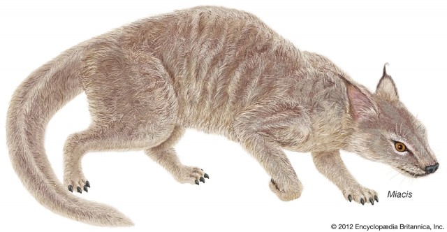 Миациды: Найден общий предок кошки, собаки, хорька и даже моржа. Первое «истинно хищное» млекопитающее