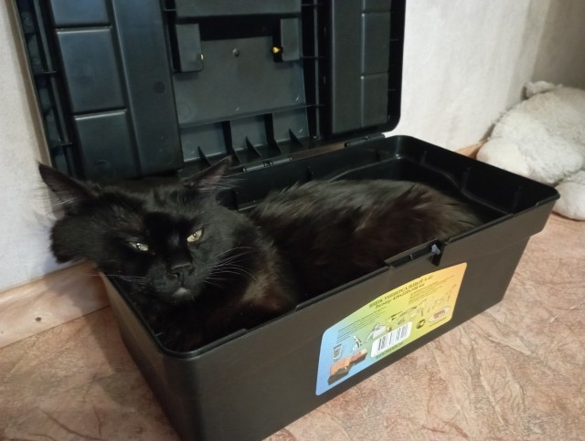 20 котиков, которые могли бы вести себя по-нормальному, но зачем, если их и так любят?