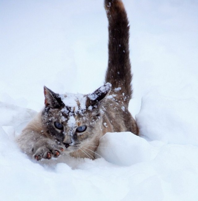 Снег и котик