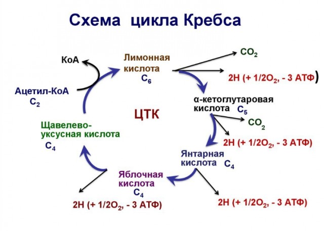 Единственное место на коже человека, где постоянно выделяется яд