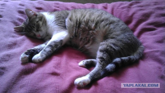 Котовторник 21.05.2013
