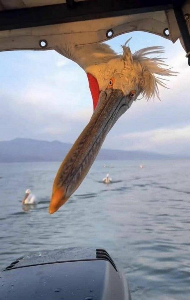ФотоВинегрет