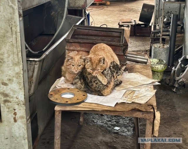 Коты, которые работают на заводах