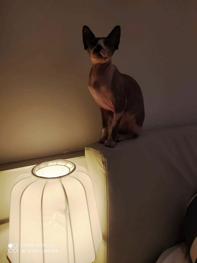 Котовторник, от мала до велика