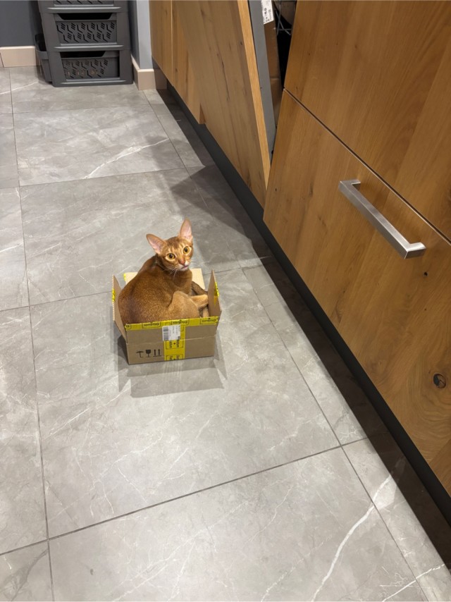 Есений (котовторник)