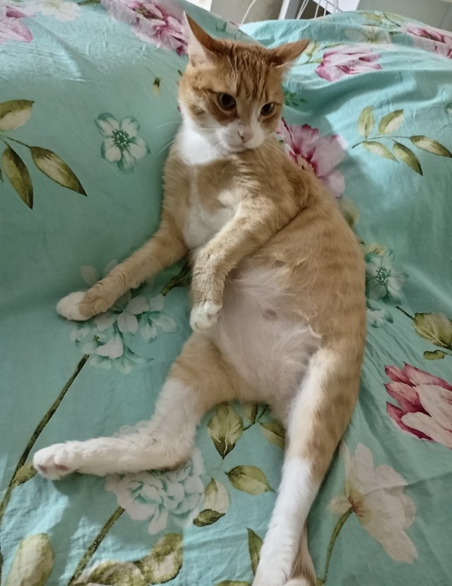 Спящий кот