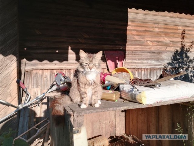 Жизнь домашнего приюта для котеек 545