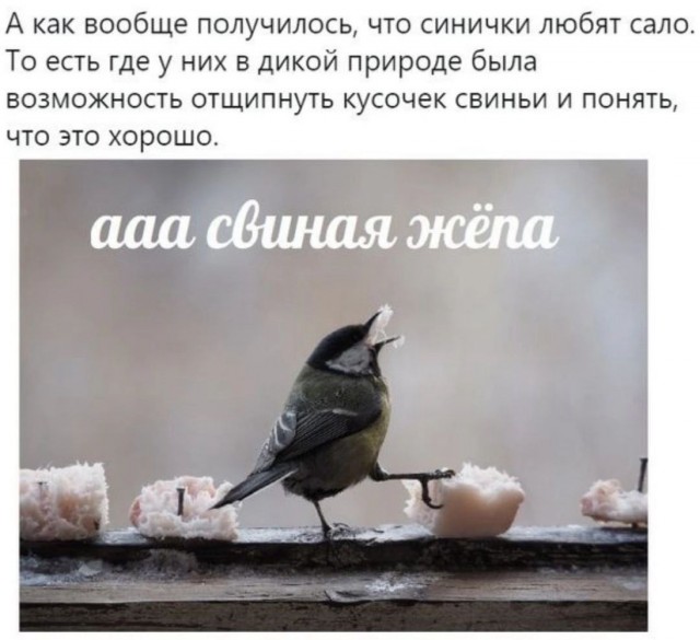 Картинки для деградации 71 (разной степени свежести)
