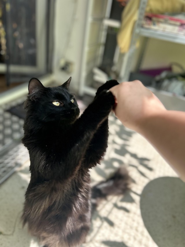 Котик с помойки