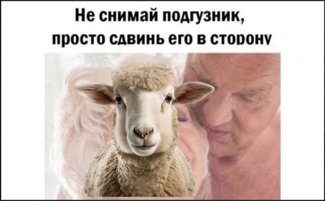 Овца в подгузнике