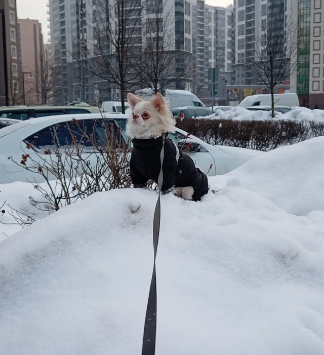 Бабака