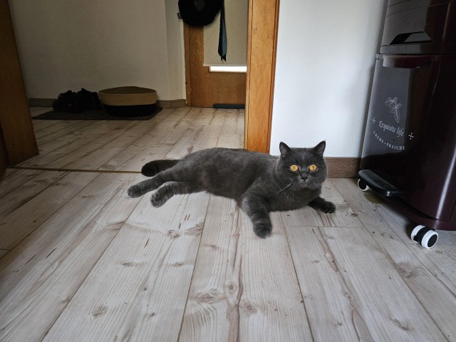 Приключения юного кота