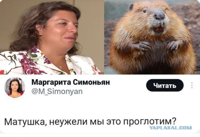 «свобода слова»