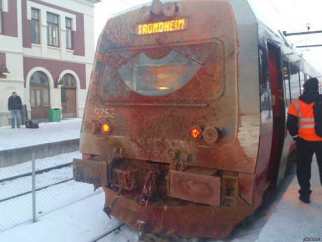 Кенгуру это делают специально!