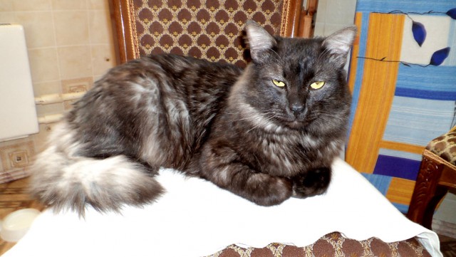 Котовторник 12.11.2013