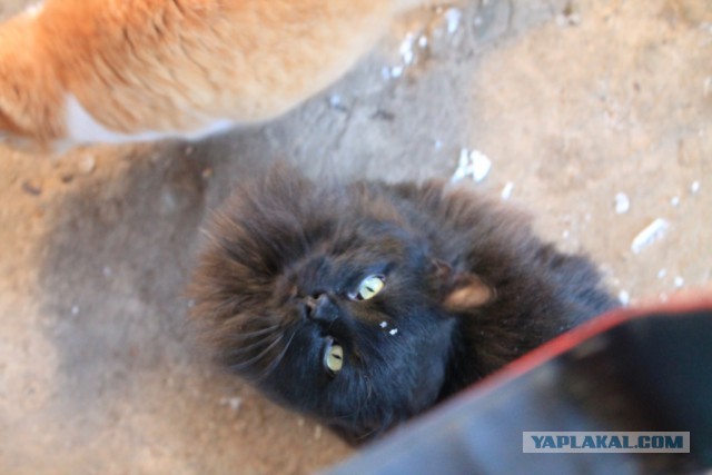 Котовторник 4.02.2014