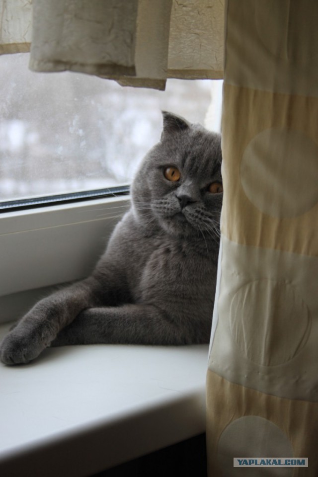 Котовторник 25.02.2014