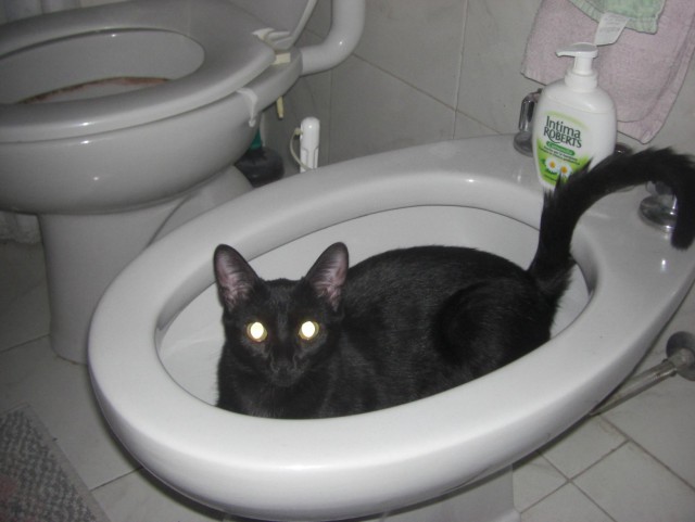 Сегодня мыли котов :3