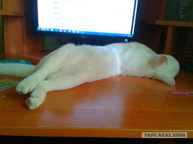 Котовторник 01.04.2014