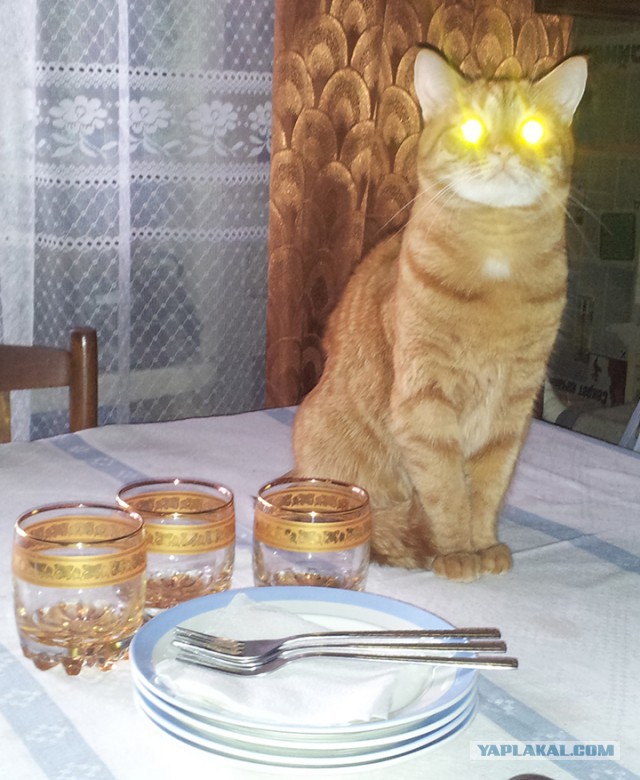 Котовторник 01.04.2014