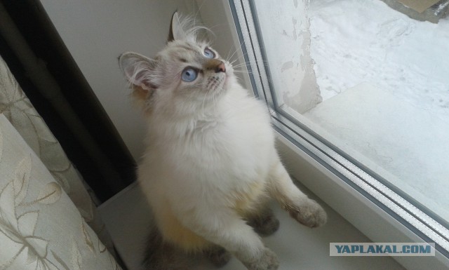 Котовторник  08.04.2014