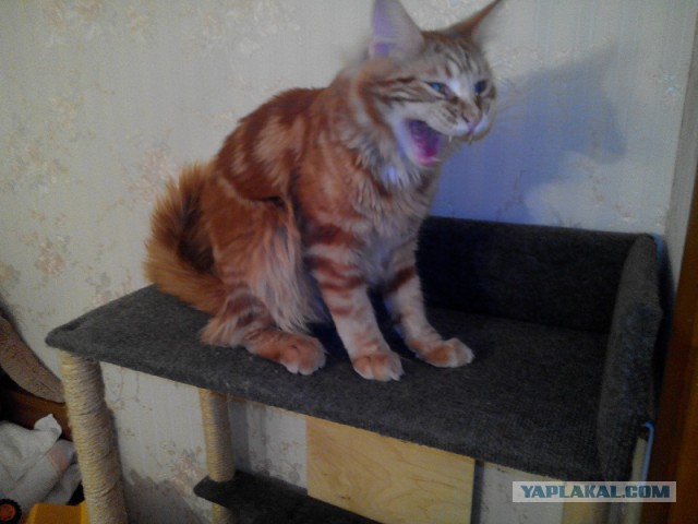 Котовторник 29.04.14.