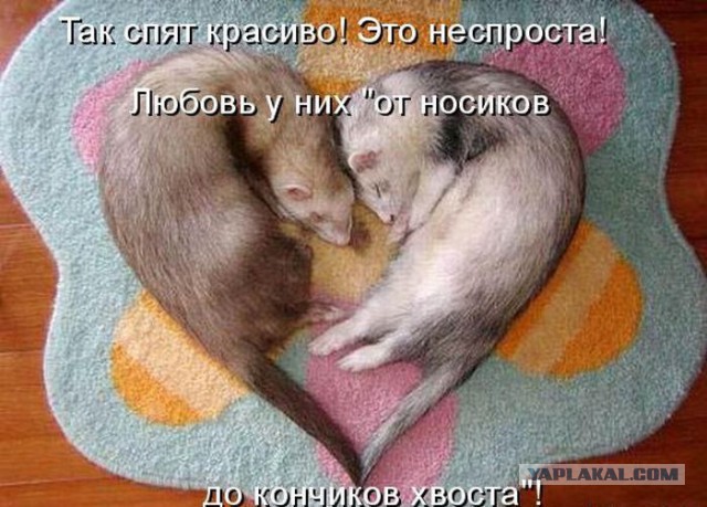 Добряки, плюсующие всех подряд