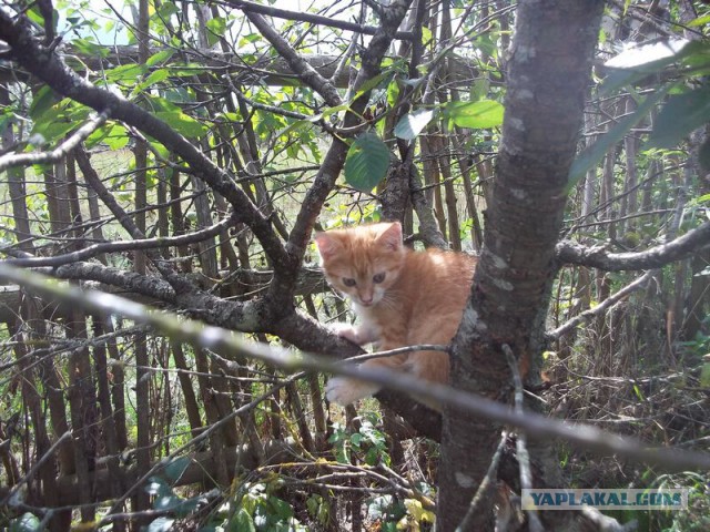 Жизнь домашнего приюта для котеек 26