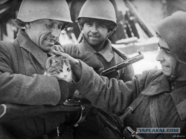 Спасение кота от  фашистской мины