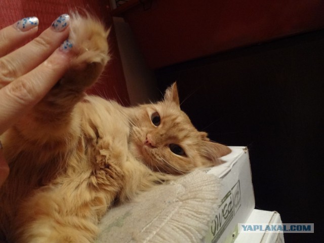 Котовторник 16.12.2014