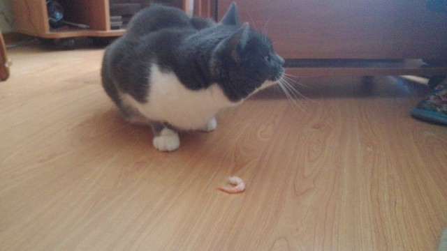 Котовторник
