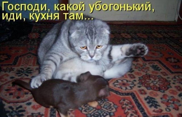 Эти собаки несомненно сделают ваш день