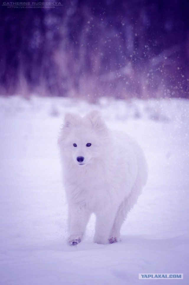 Самоедская лайка